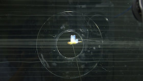 tombo-3.jpg